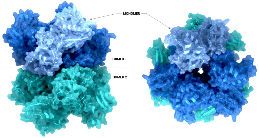 Endoribonuclease NendoU (nsp15)