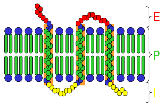 Struttura di un recettore transmembrana.