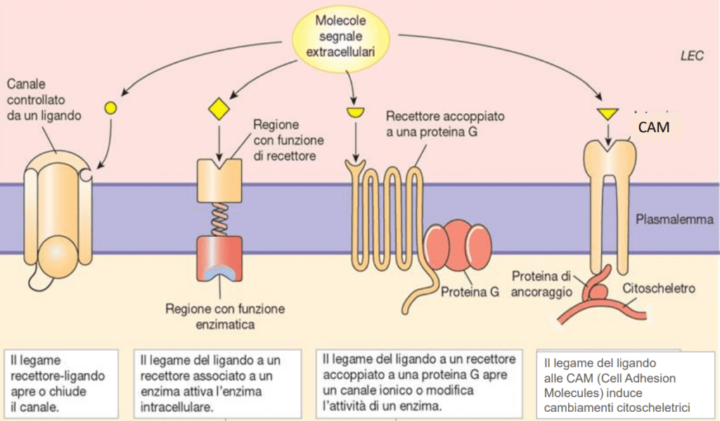 Classificazione dei recettori transmembrana 