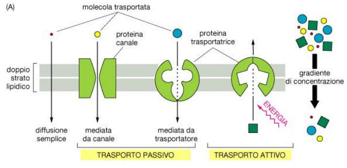 Tipi di trasporto attivo e trasporto passivo 