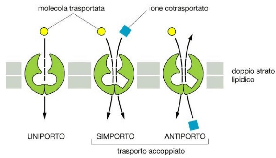 Modalità di trasporto attraverso la membrana: simporto, uniporto e antiporto.