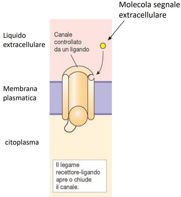 Struttura dei recettori accoppiato a canali ionici
