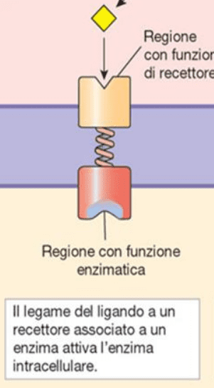 Struttura di un recettore accoppiato ad enzimi