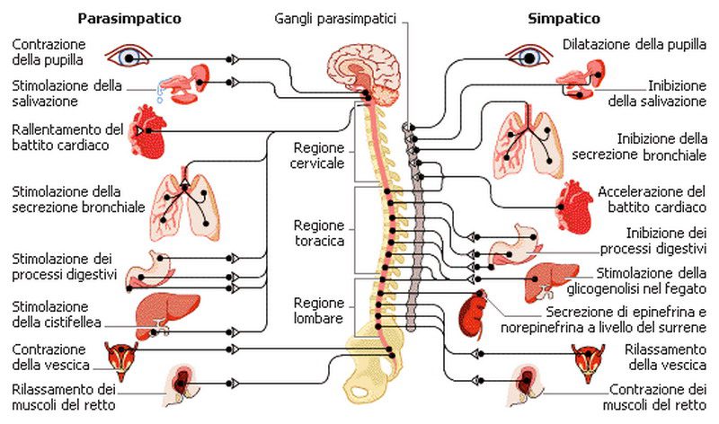 Sistema nervoso simpatico e parasimpatico
