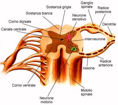 Figura 5: il midollo spinale e la sua organizzazione. [Fonte: https://www.microbiologiaitalia.it/didattica/midollo-spinale/]
