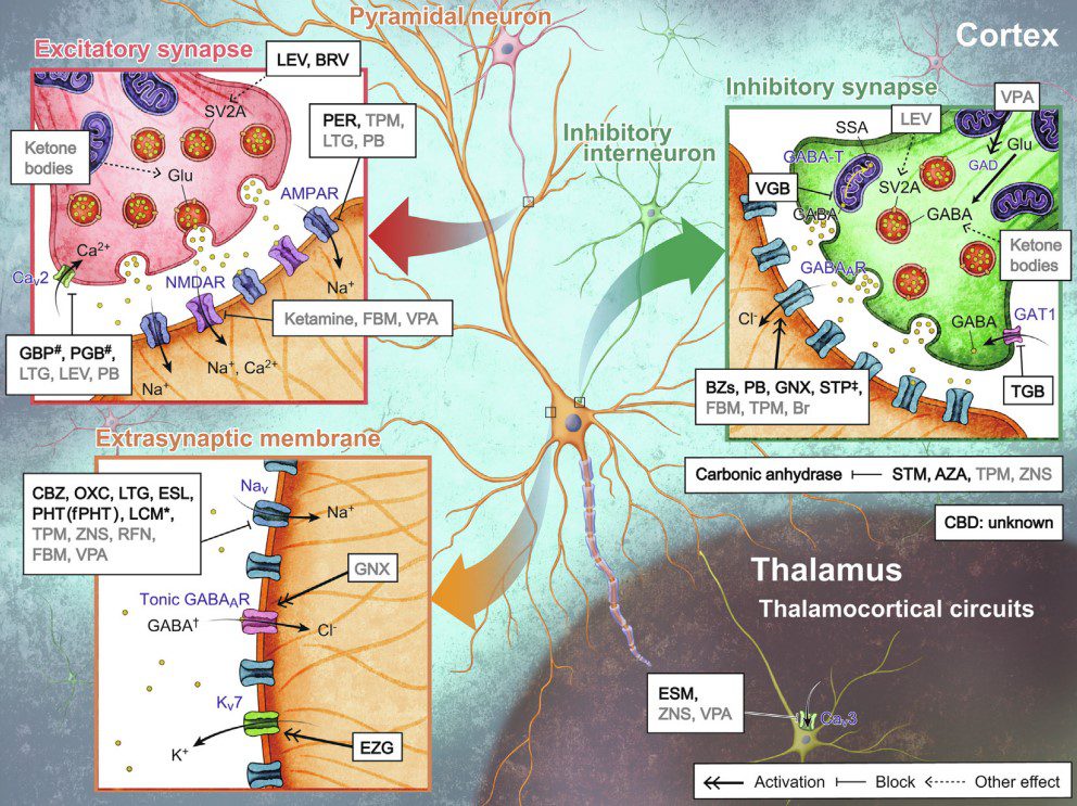 Azione dei principali antiepilettici sul sistema nervoso corticale