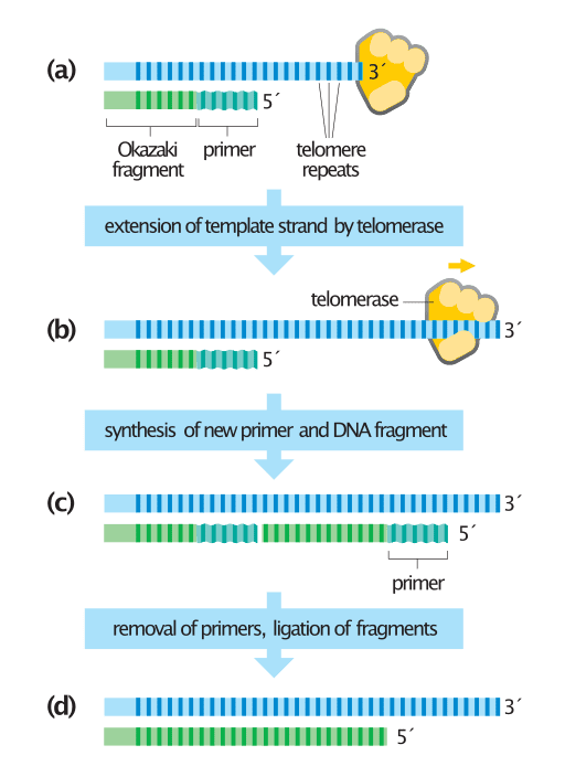 meccanismo di azione della telomerasi semplificato