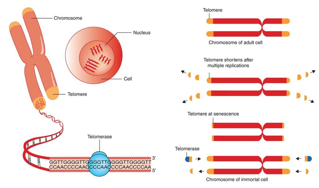 struttura dei telomeri, sequenze terminali dei cromosomi