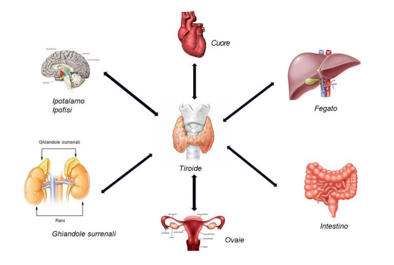 Rappresentazione schematica dell'interazione tra tiroidi ed altri organi [microbiologiaitalia]