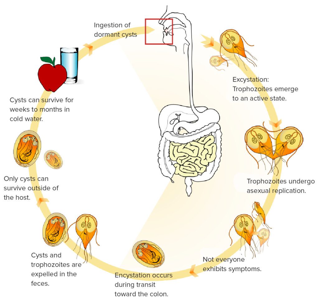 Il ciclo vitale di Giardia lamblia