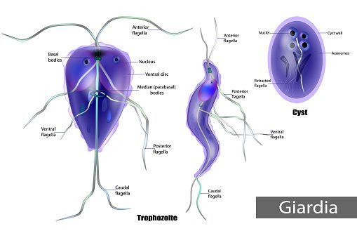 La struttura di Giardia lamblia di cisti e trofozoite.