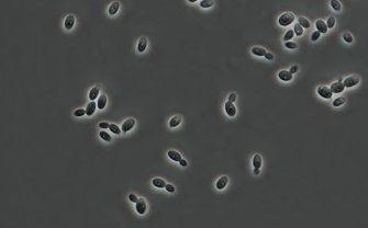 Kombucha - Osservazione al microscopio di Starmerella bacillaris