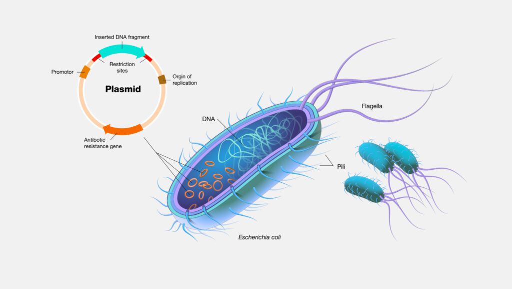 Rappresentazione plasmide