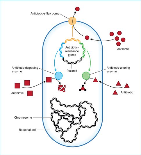 plasmide portatore di antibiotico resistenza