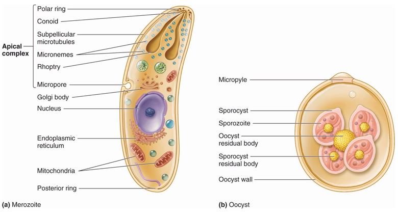 i protozoi: Illustrazione di Plasmodium. a) Merozoite: continuano la fase asessuata creando i trofozoiti e nuovamente la schizogonia, distruggendo i globuli rossi, propagando l'infezione; b) Oocisti, crescono, si rompono, e rilasciano sporozoiti, che viaggiano verso le ghiandole salivari della zanzara