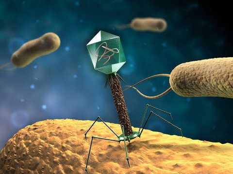Rappresentazione 3D di un batteriofago in azione 