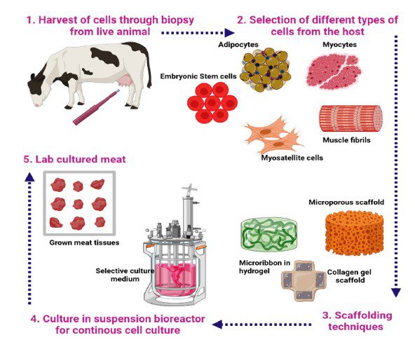 Illustrazione che mostra, in 5 fasi, la produzione di un prodotto a base di carne coltivata.