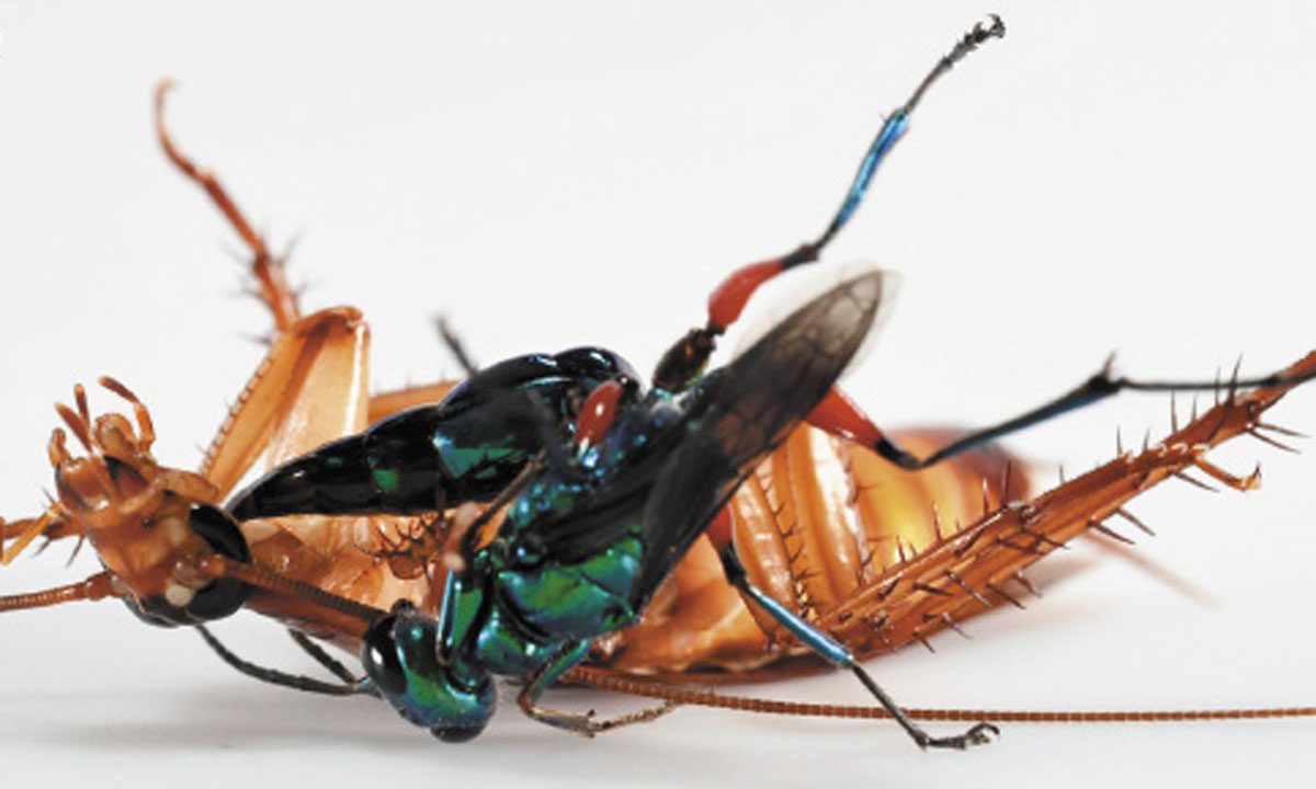 vespa gioiello attacca uno scarafaggio