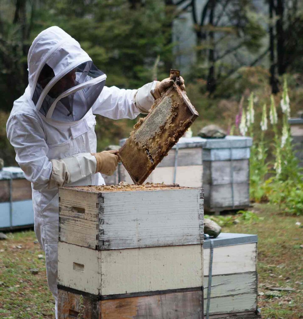 Il vaccino per le api aiuterà gli apicoltori a contrastare la peste americana 