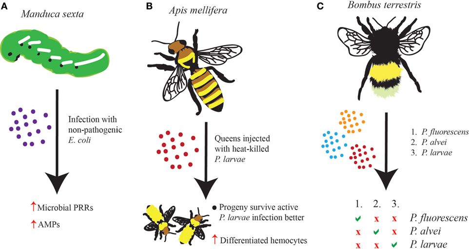 La transgenerational immune priming  è il fenomeno alla base del vaccino per le api.