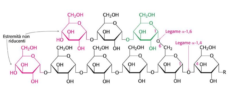 La struttura chimica del glicogeno