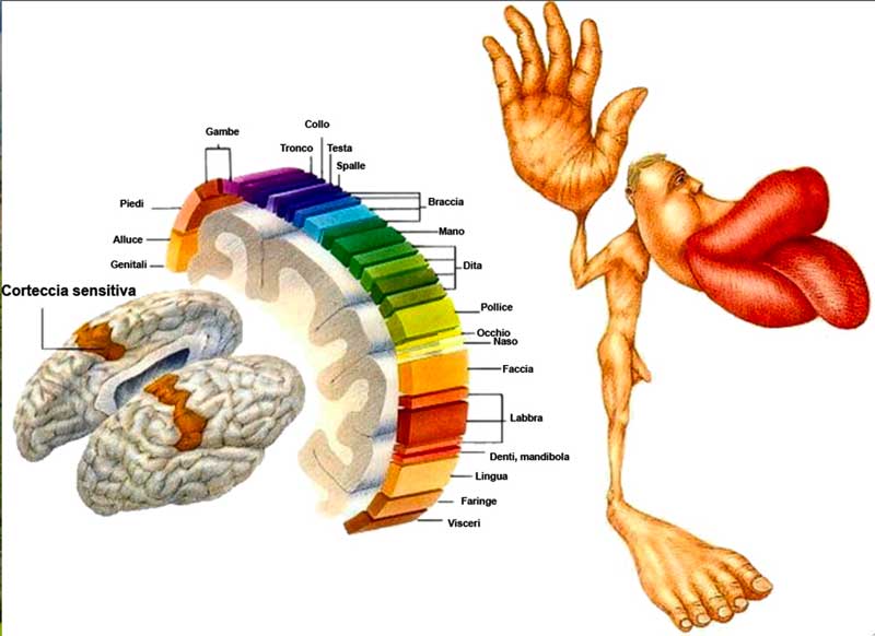 rappresentazione Homunculus di Penfield e segnalazione aree cerebrali di ricezione degli impulsi nervosi