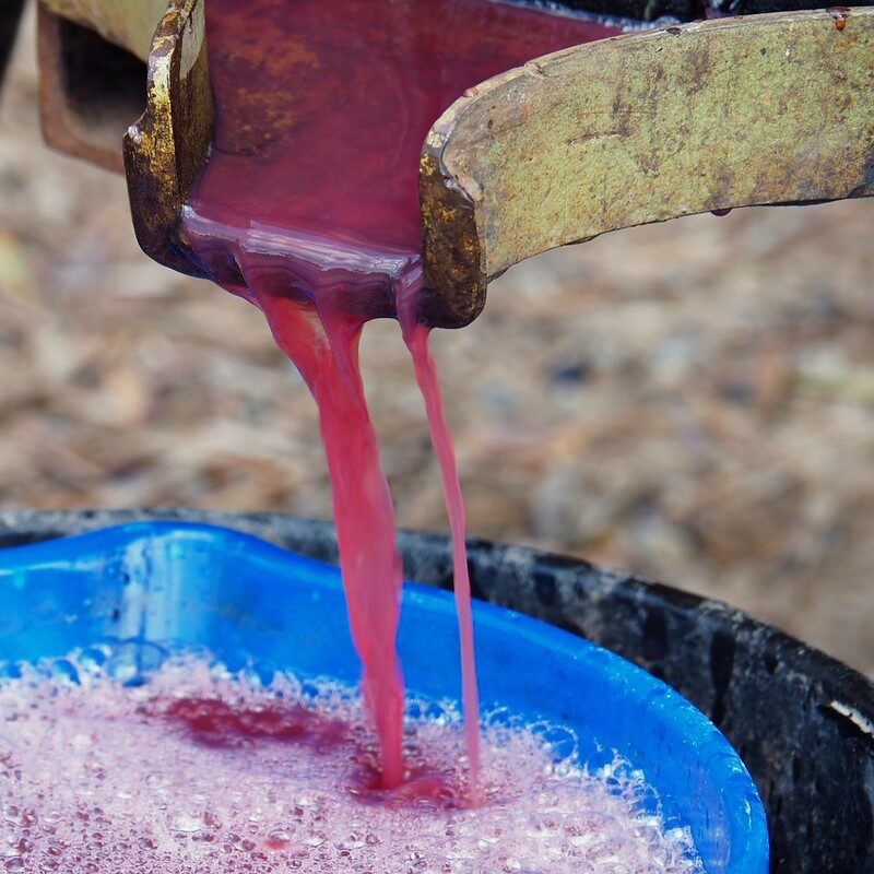 Mosto d'uva, mezzo nutritivo molto ricco per il microbiota. Prodotto della spremitura degli acini d'uva