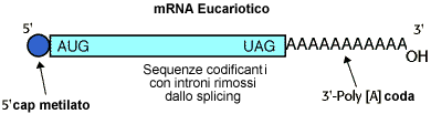 meccanismi di regolazione genica negli eucarioti