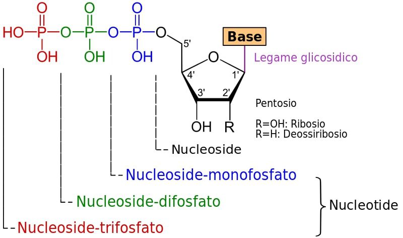 Nucleoside e nucleotide a confronto
