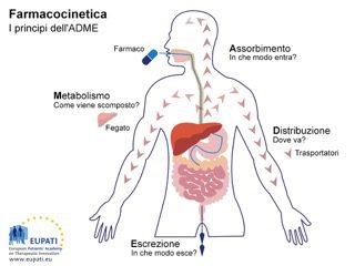 Rappresentazione del percorso di assimilazione/eliminazione di una sostanza nell'organismo umano