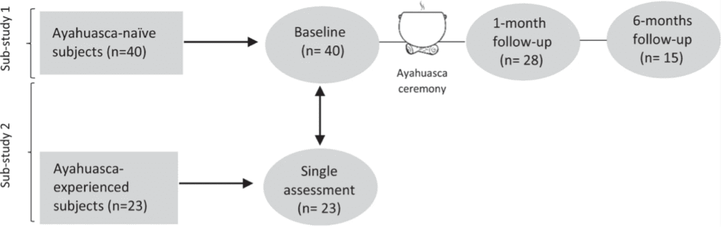 Diagramma schematico dello studio completo su ayahuasca