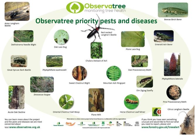 Observatree, un progetto di citizen science per monitorare la biodiversità e la salute degli alberi contro parassiti e malattie.
