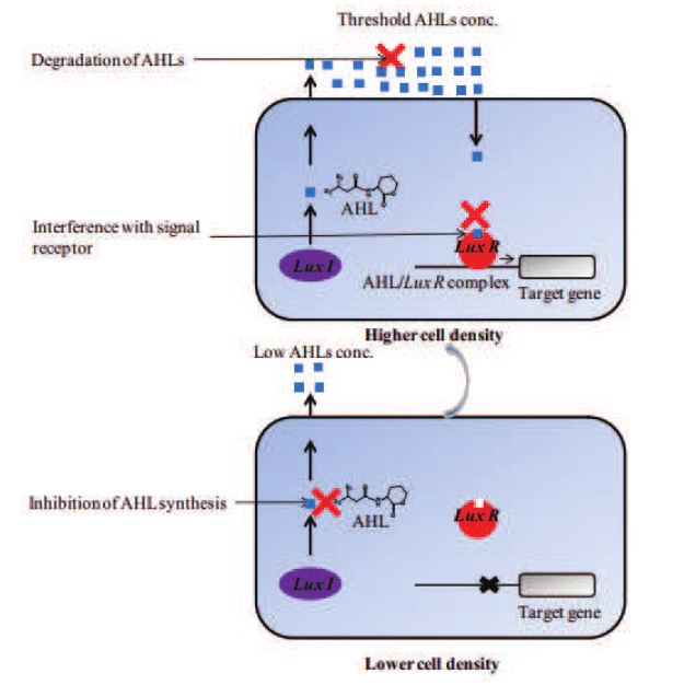 quorum quencing - in alto, si può osservare l’inibizione della sintesi di AHL inibendo il recettore LuxR, in basso si osserva come, degradando gli AHL, si vada ad inibire la trascrizione e traduzione dei geni target non avendo un corretto riconoscimento ligando-recettore (AHL-LuxR)