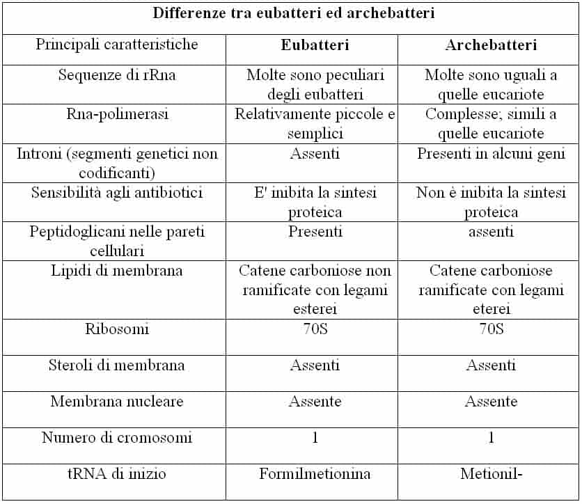 Principali differenze tra archeobatteri ed eubatteri