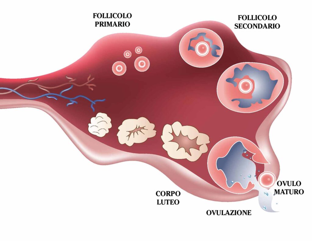 Sviluppo e maturazione del follicolo ovarico