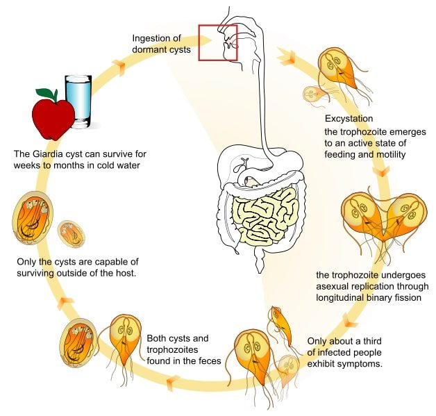 Il ciclo vitale di Giardia -  Giardiasi