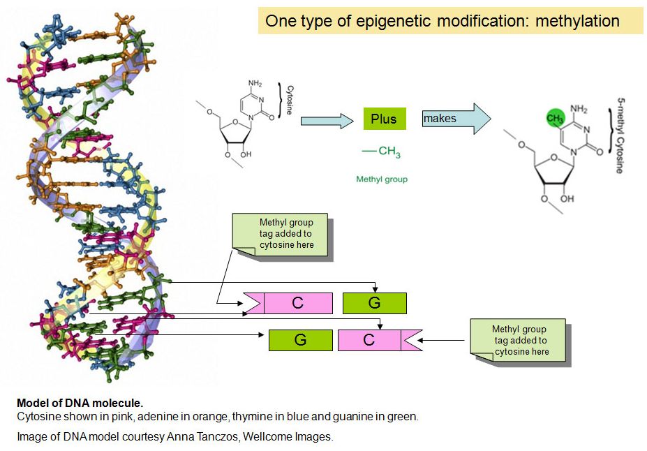 La metilazione, un'importante modifica epigenetica