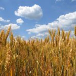 spighe di grano