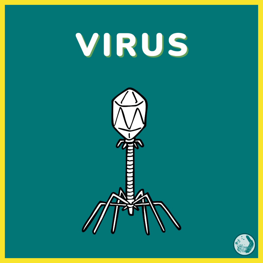 didattica microrganismi virus