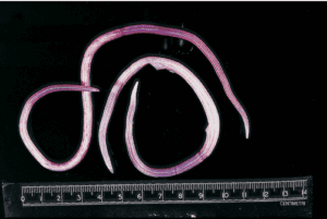 Ascaris_lumbricoides_adulto Corpi di grandi dimensioni, non segmentati a sezione circolare, da cui deriva il nome comune di vermi cilindrici