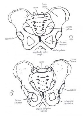 Differenze morfologiche tra bacino maschile sulla destra e femminile sulla sinistra esaminate dagli antropologi forensi