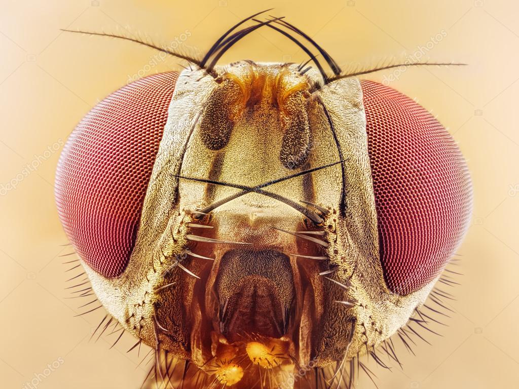 cervello Drosophila