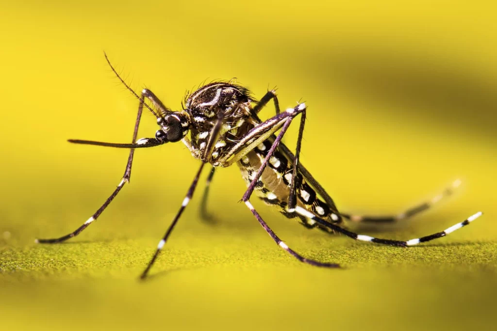 La zanzara Aedes aegypti