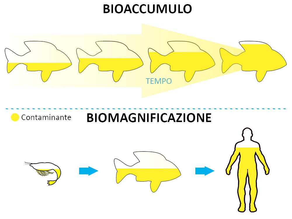 Rappresentazione schematica dei processi di bioaccumulo e biomagnificazione