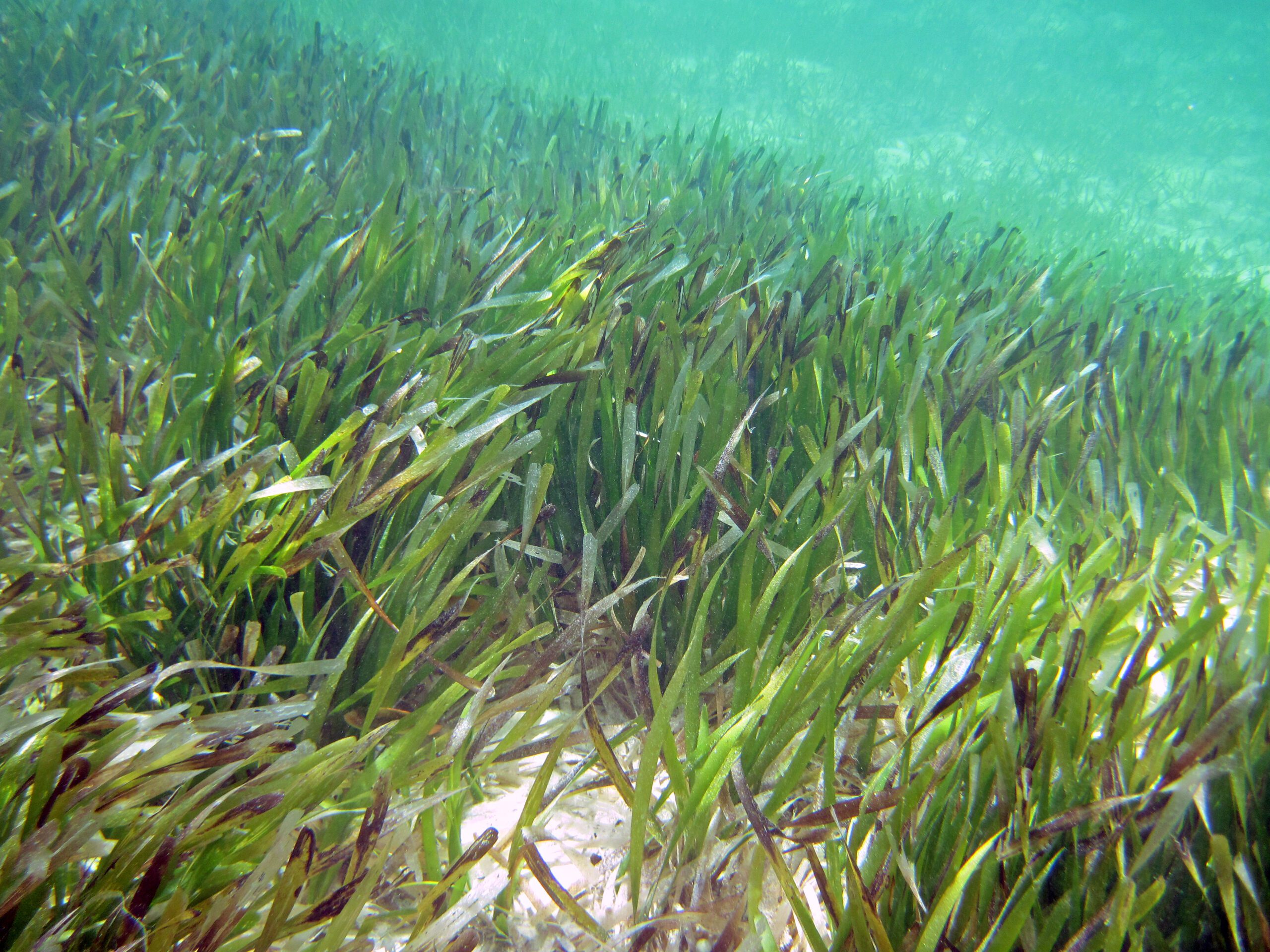 Le microplastiche si legano alla superficie di organismi acquatici vegetali come l'alga Thalassia testudinum