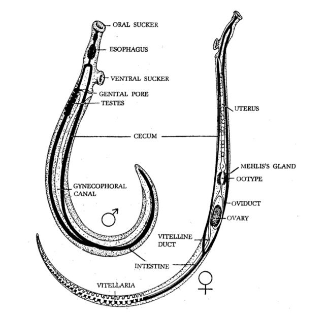 Anatomia di due esemplari adulti di Schistosoma, maschio e femmina