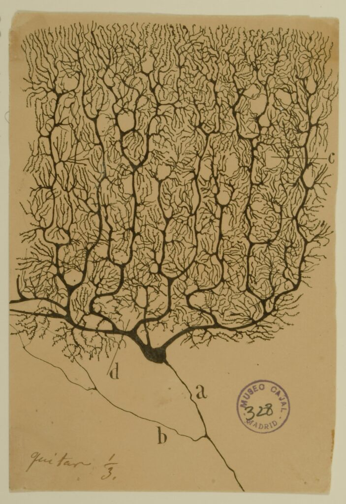 Cellula di Purkinje disegnata da Santiago Ramón y Cajal.