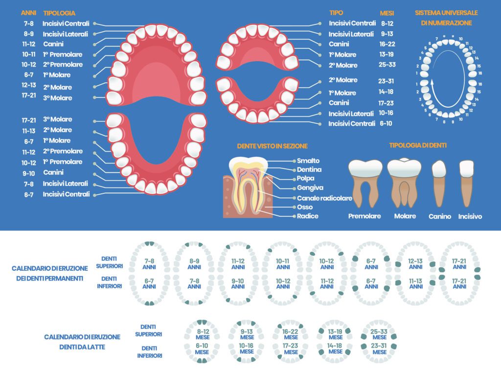 Infografica sui denti e sulle caratteristiche dentali