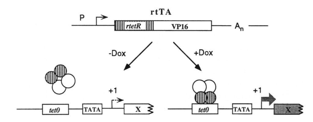 Rappresentazione grafica del sistema Tet-On, in cui la trascrizione genica si attiva in presenza di doxiciclina (Dox)