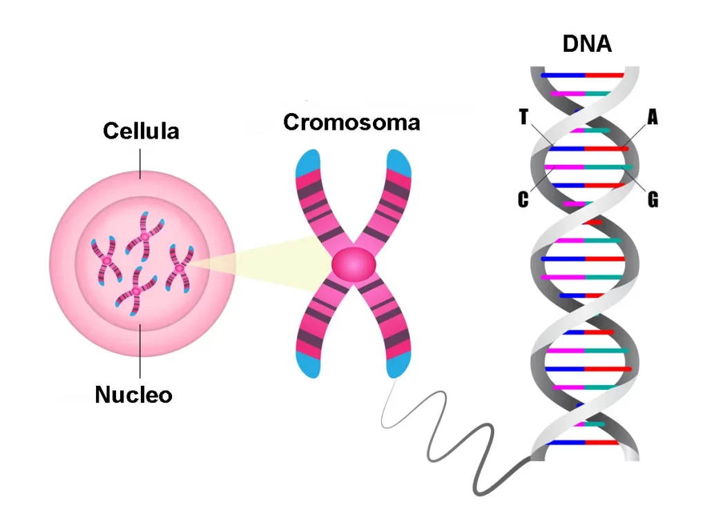 In questo articolo parleremo della struttura dei cromosomi ma anche delle funzioni biologiche che svolgono nelle cellule eucariote.